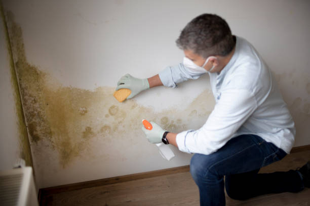 Best Water Damage & Mold Remediation  in Oakland, OR